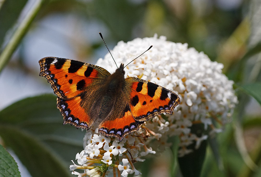 Small Tortoiseshell