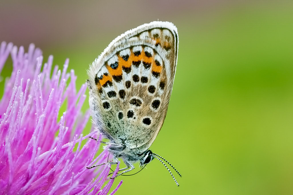 Silver-studded Blue