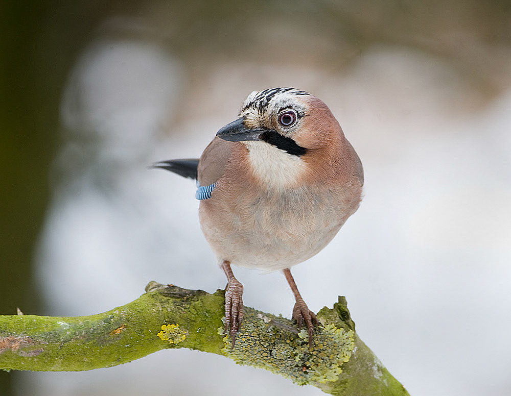 Jay