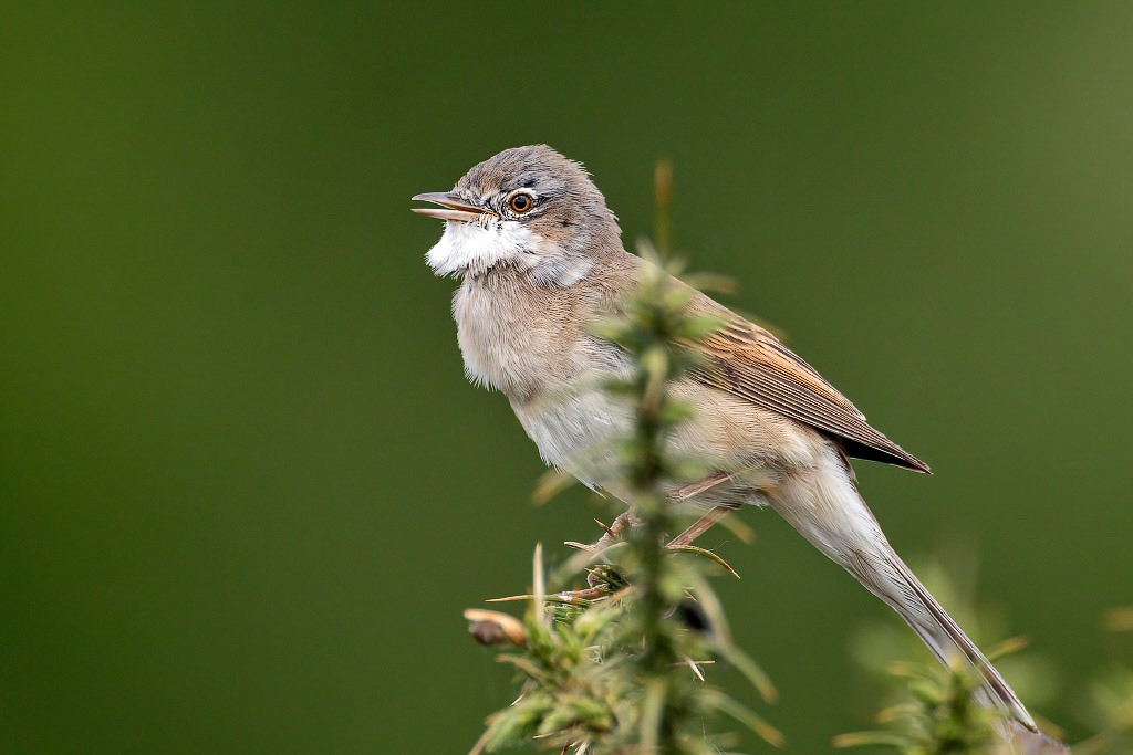 Common Whitethroat
