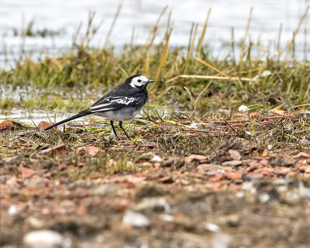 Pied Wagtail