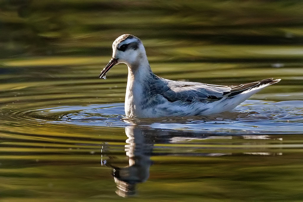 Grey Phalarope