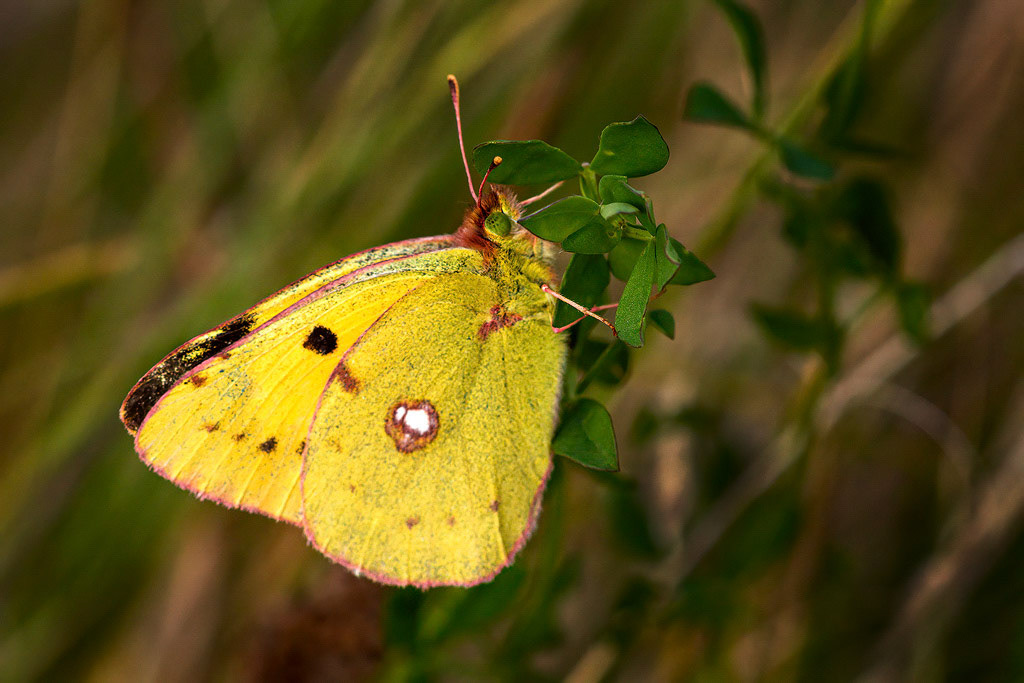 Clouded Yellow Butterfly