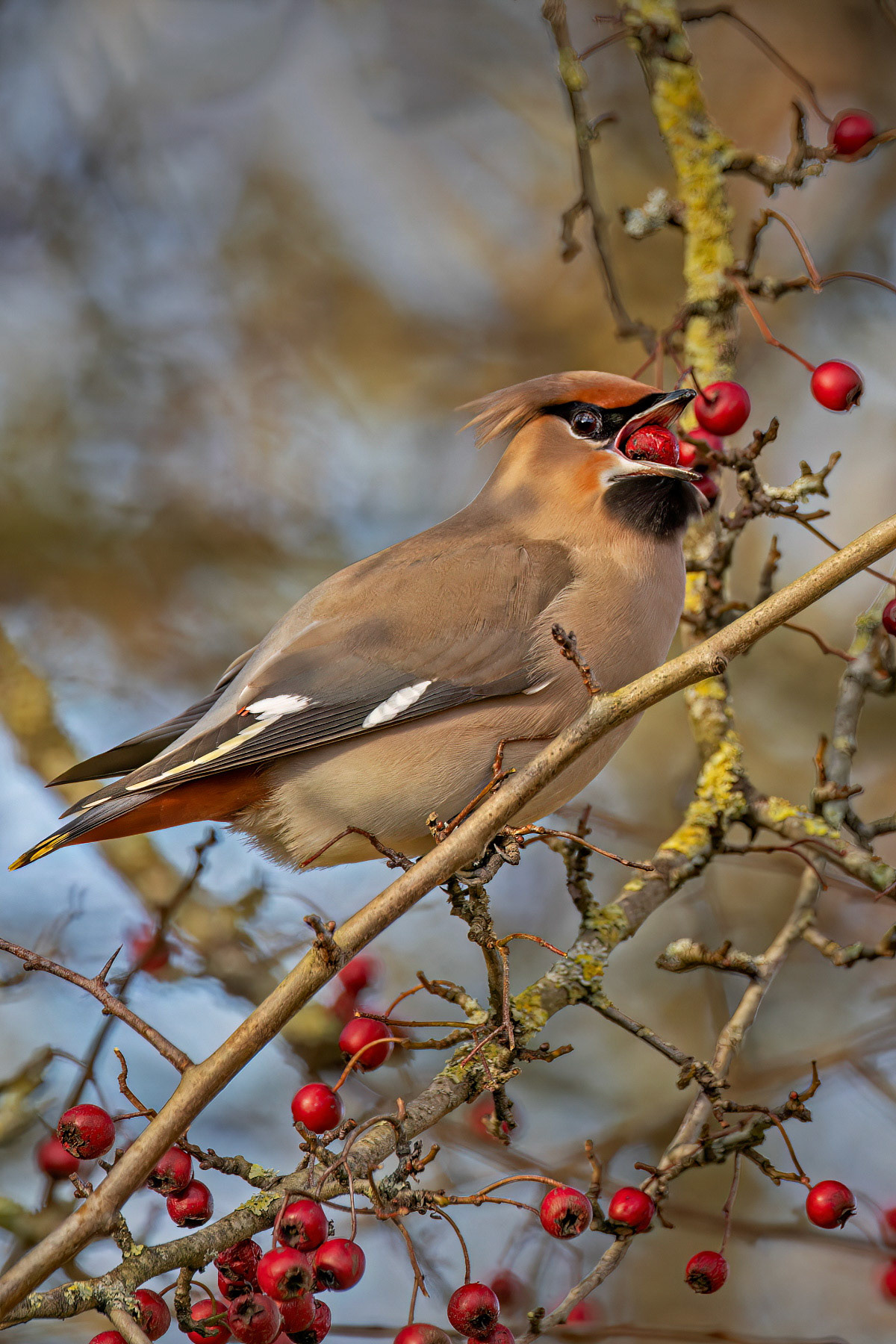 Waxwing