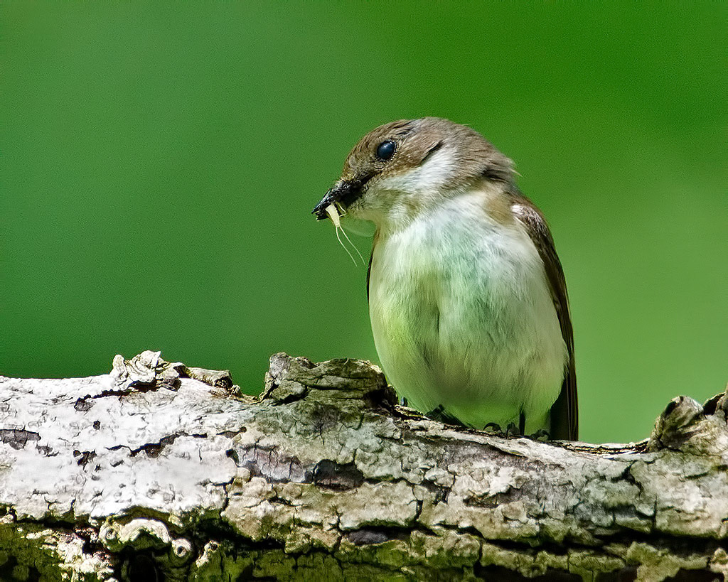 Female Pied Flycatcher