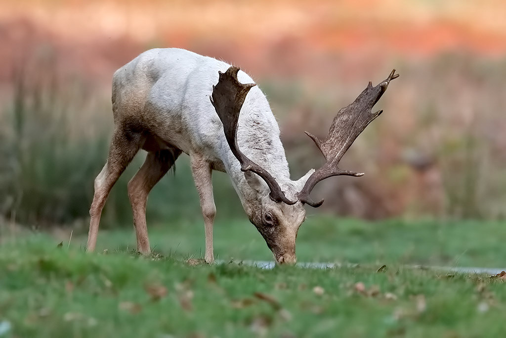 Fallow Deer