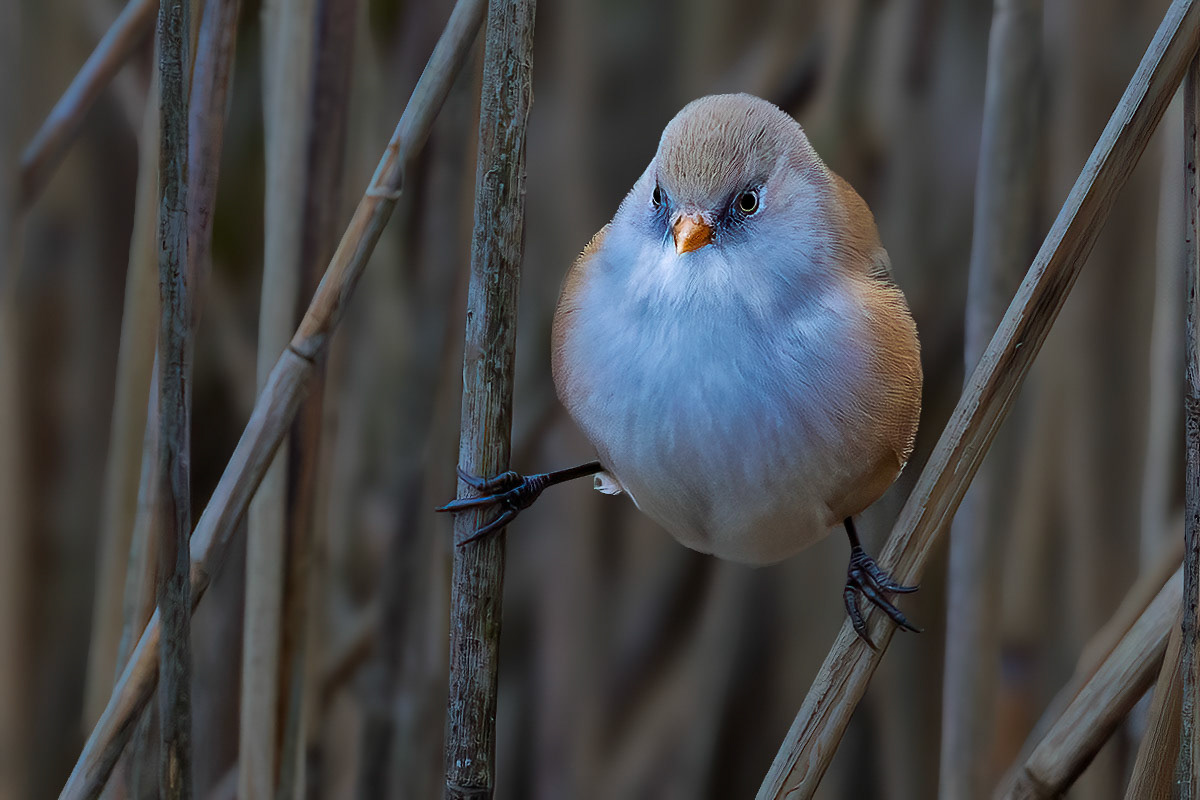 Bearded Tit