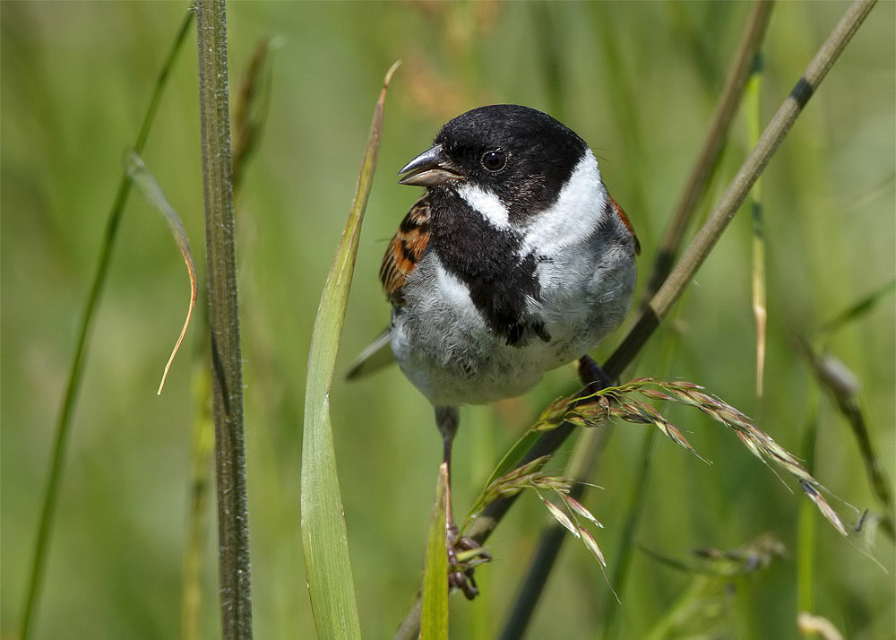 Reed Bunting