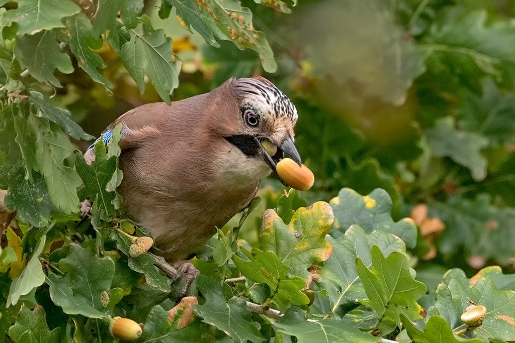 Eurasian Jay