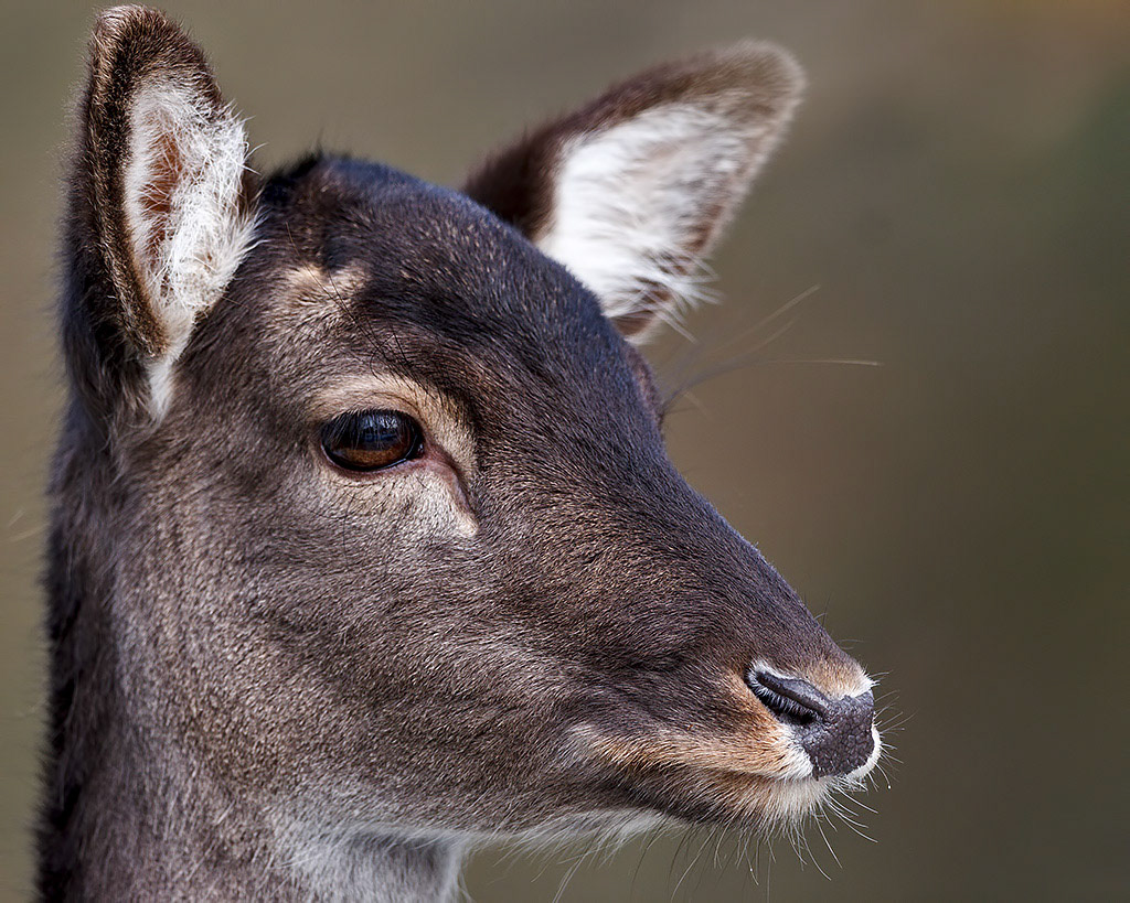Fallow Deer