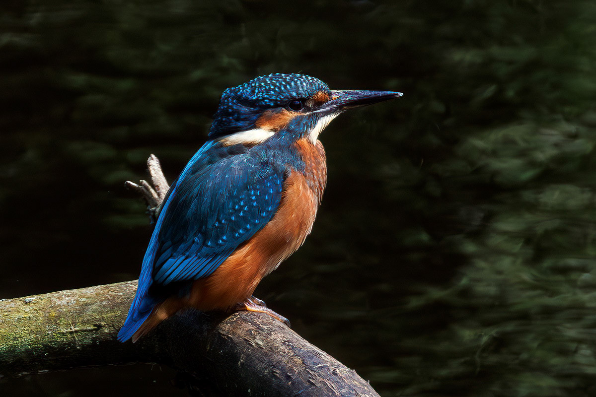 Kingfisher