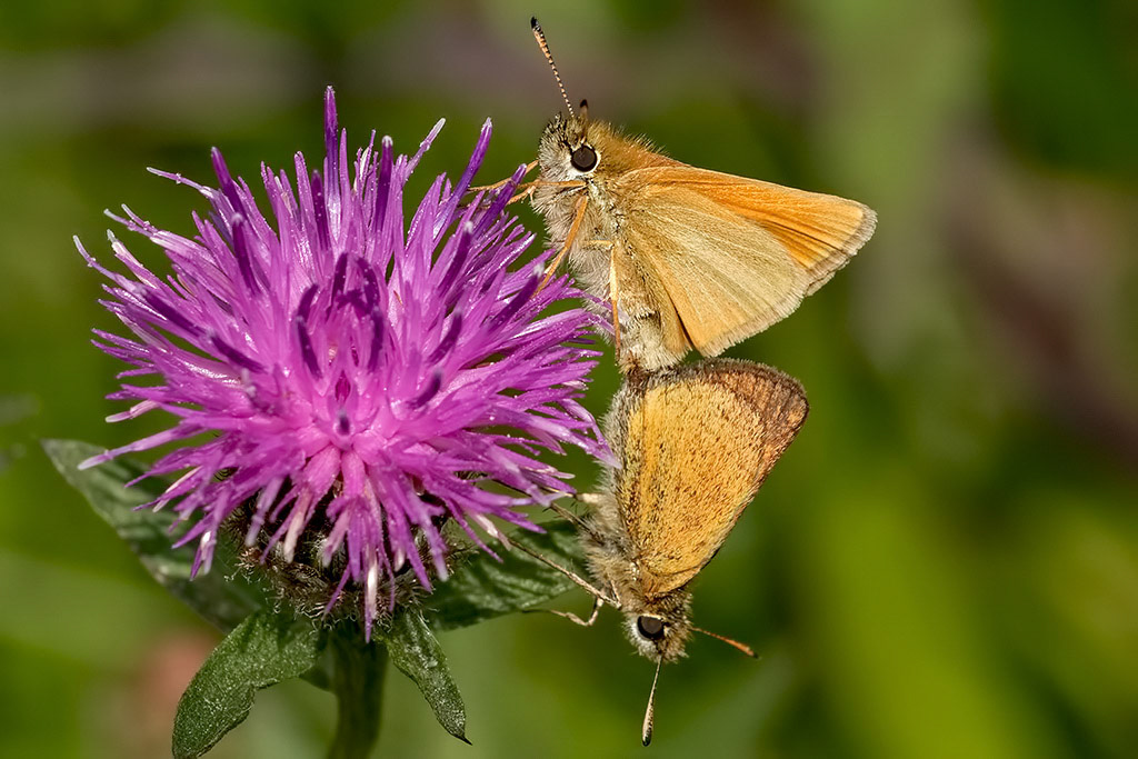 Essex Skipper