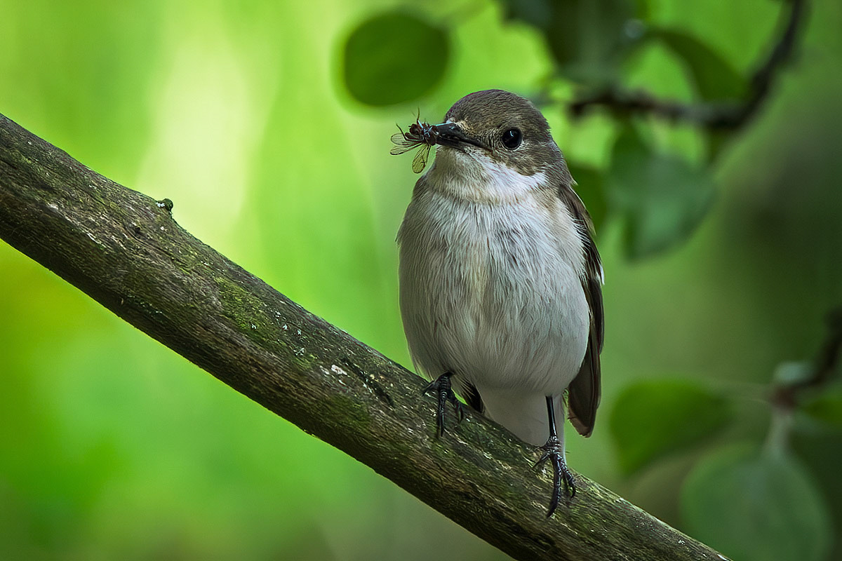 Pied Flycatcher
