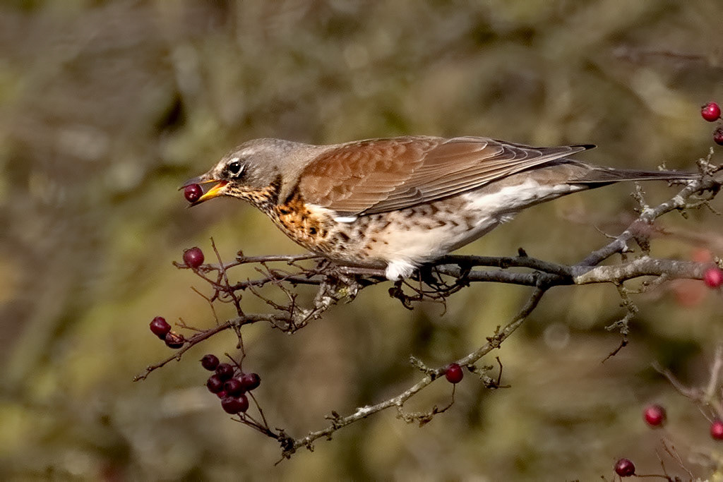 Fieldfare