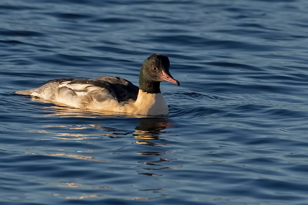 Goosander