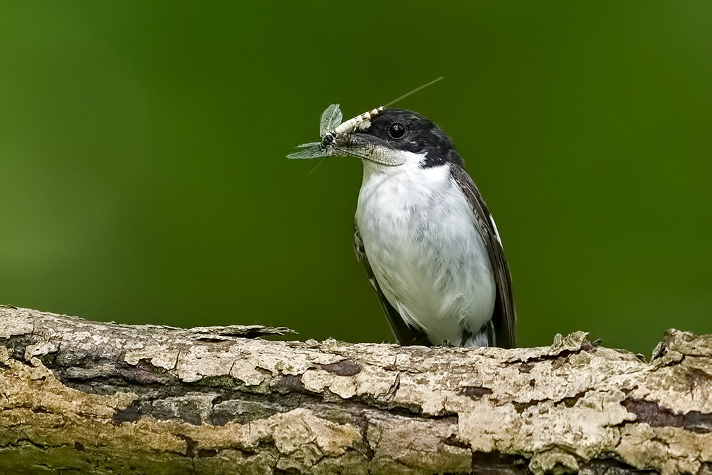 Male Pied Flycatcher