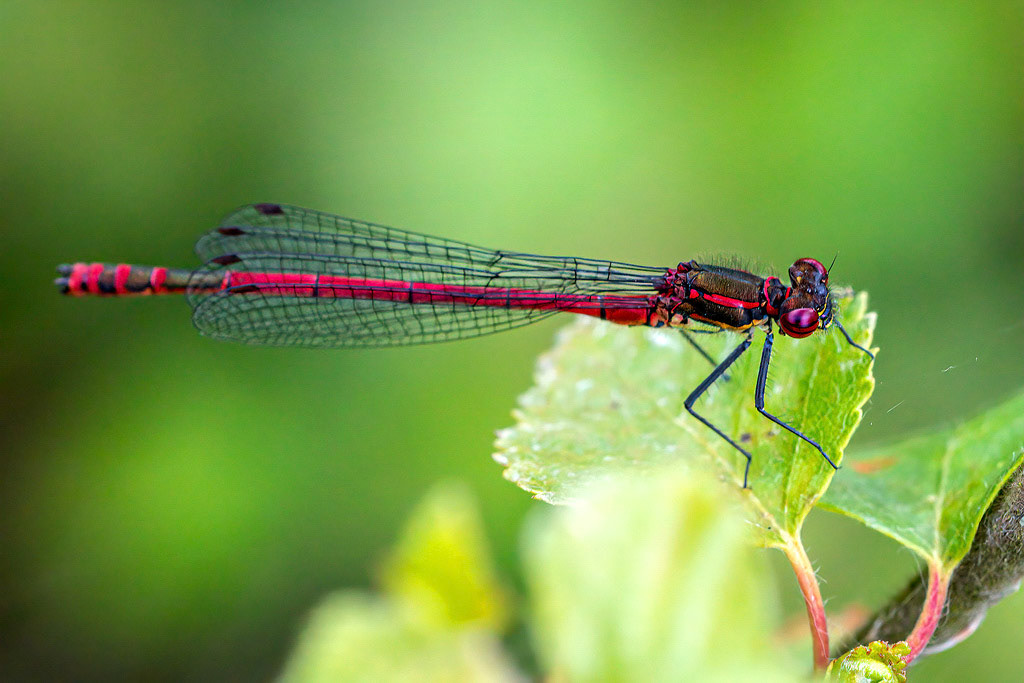 Large Red Damselfly