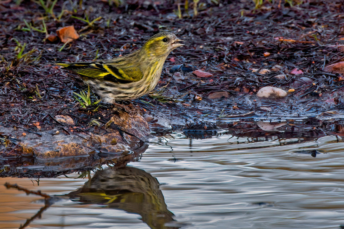 Siskin