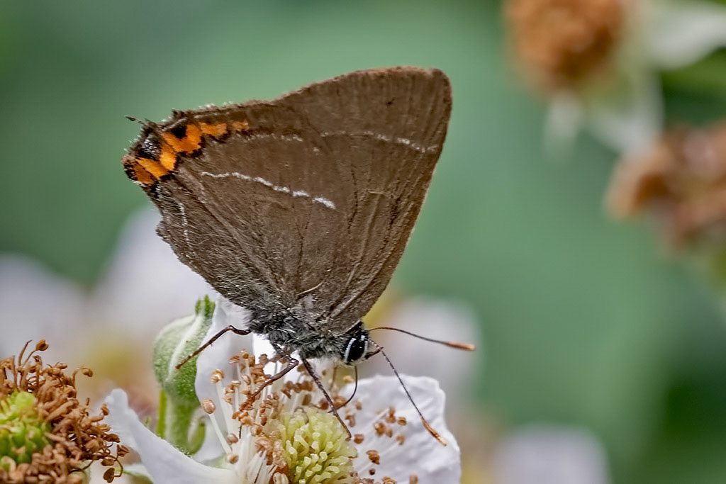 White-letter Hairstreak