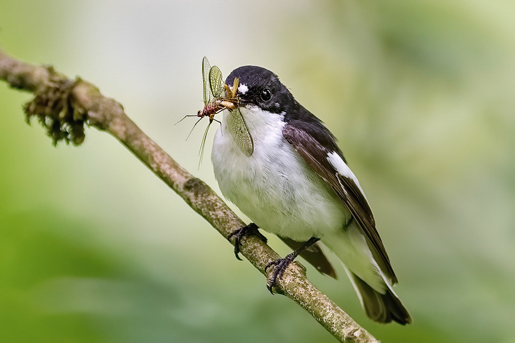 Male Pied Flycatcher