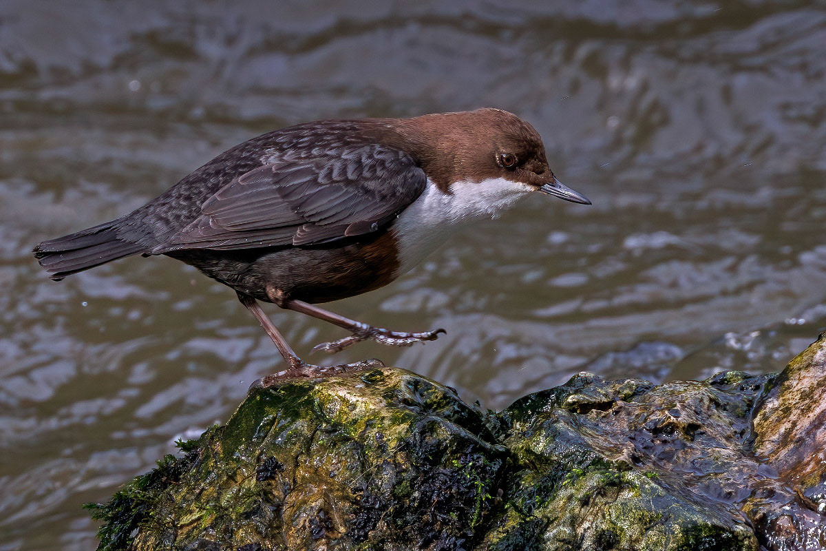 White-throated Dipper