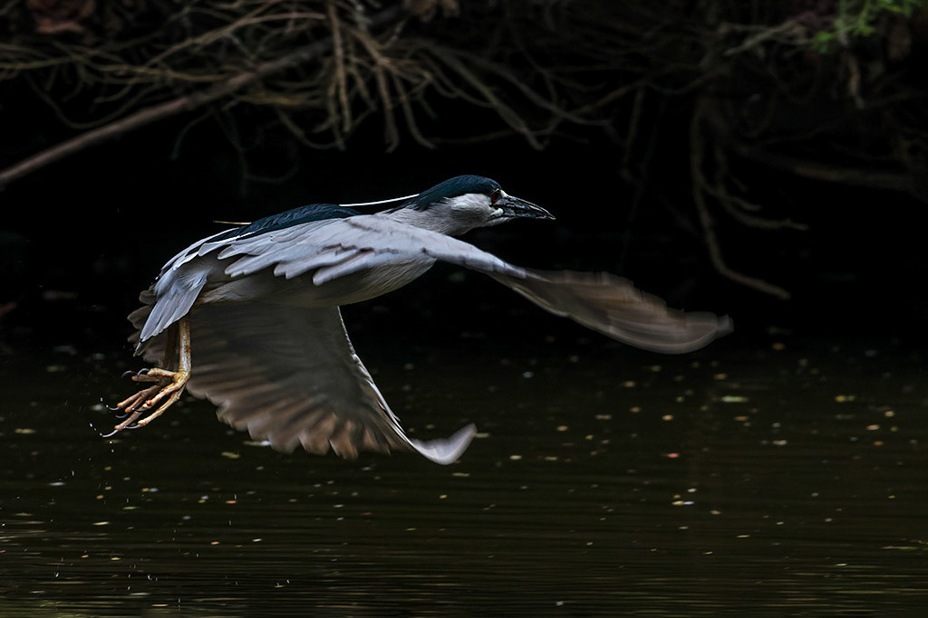 Black-crowned Night Heron