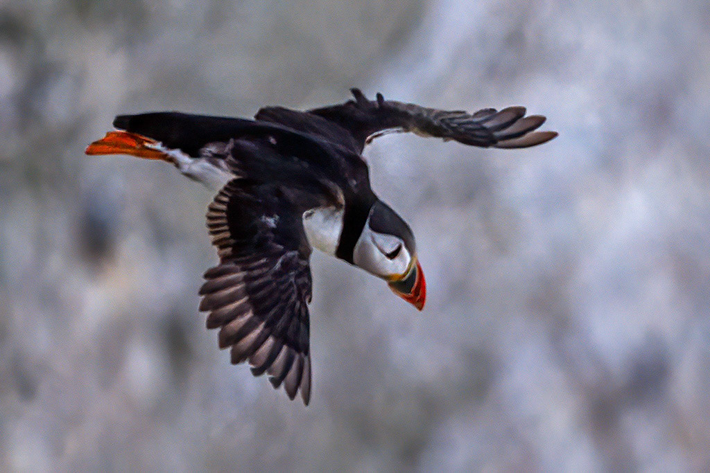 Puffin