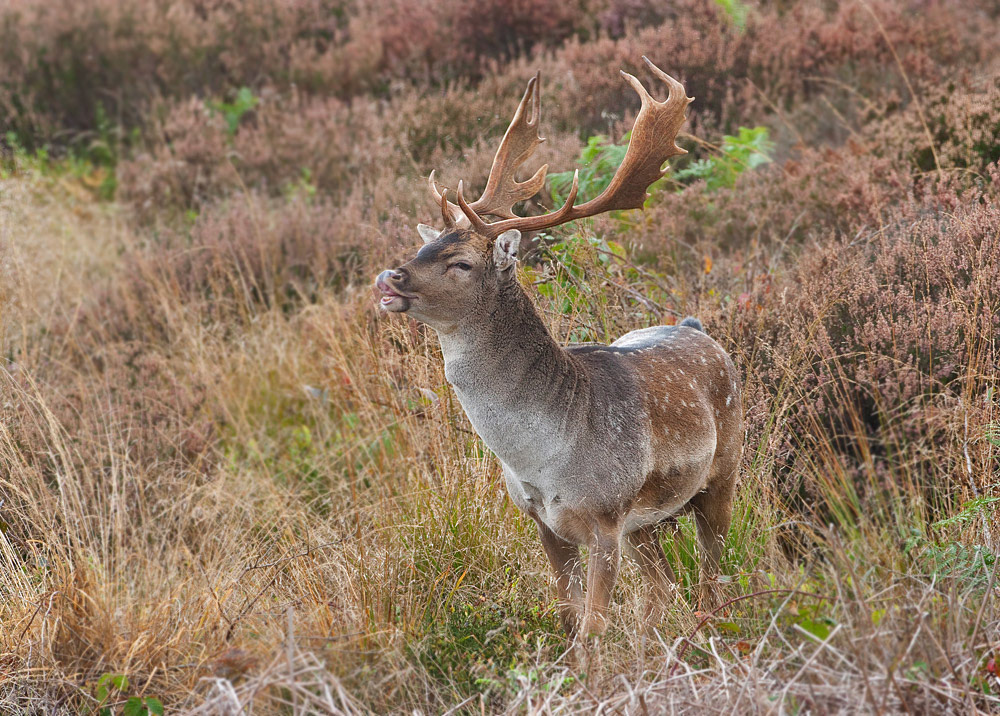 Fallow Deer