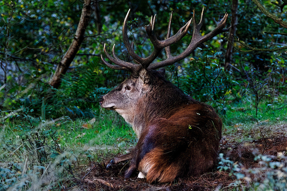 Red Deer Stag