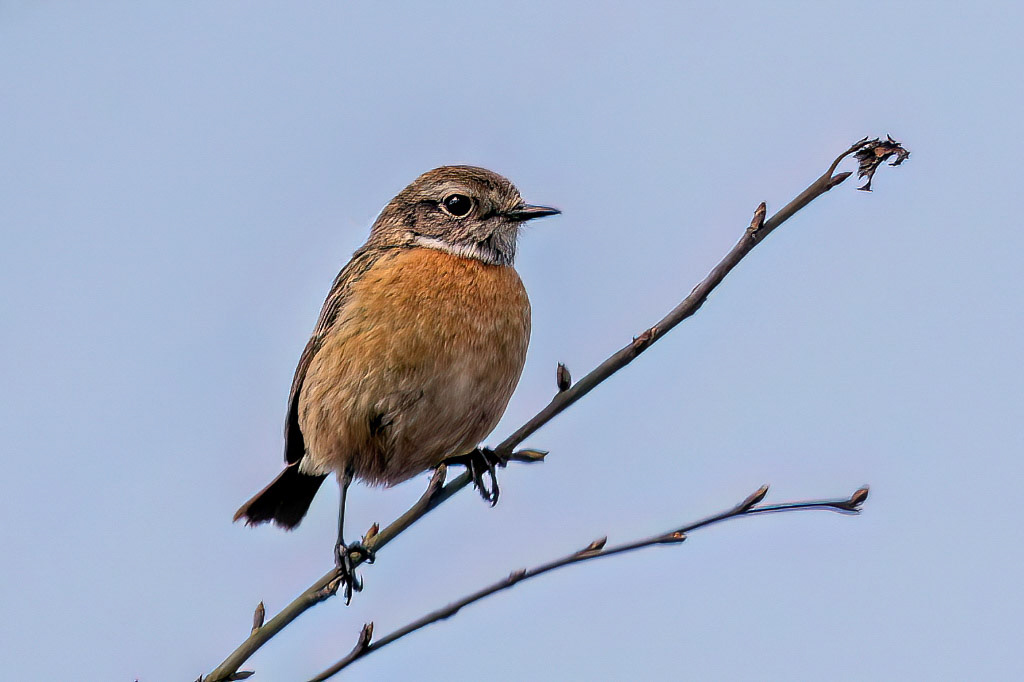Stonechat