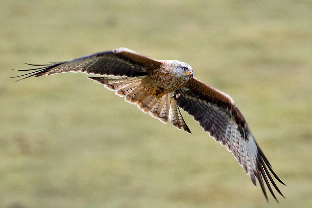 Red Kite