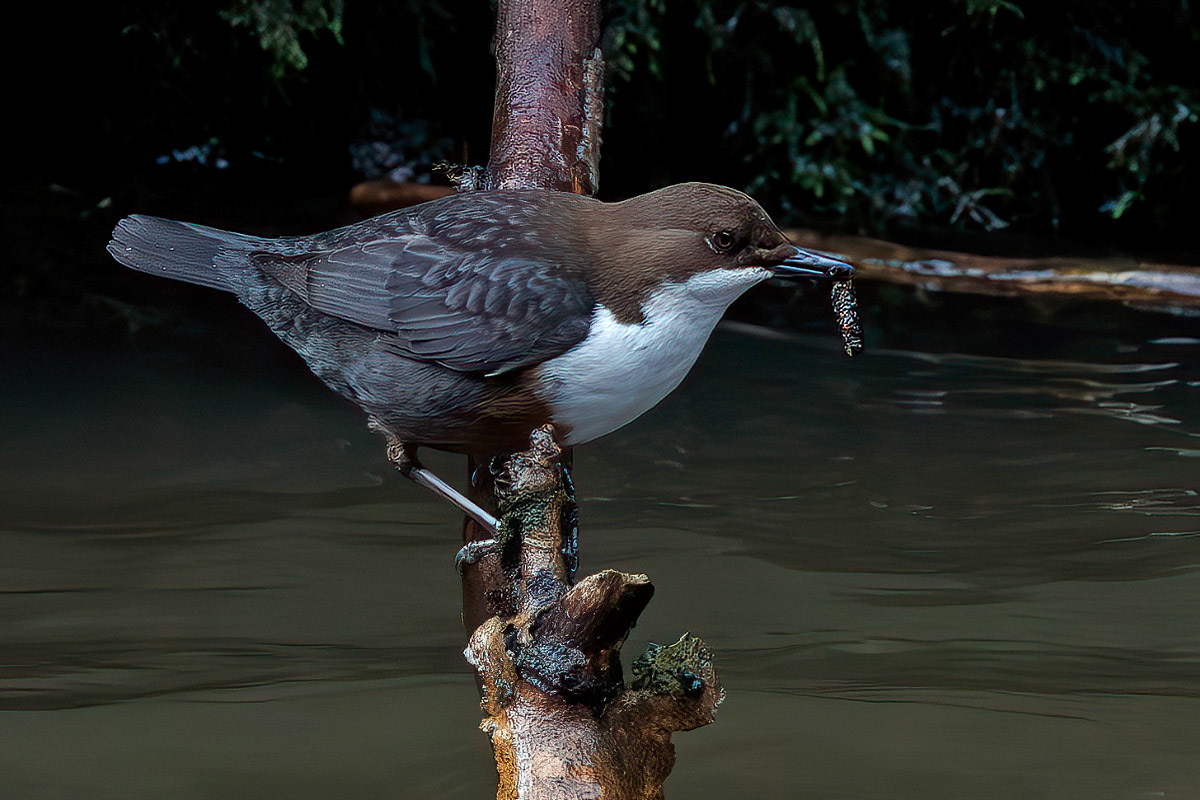 White-throated Dipper