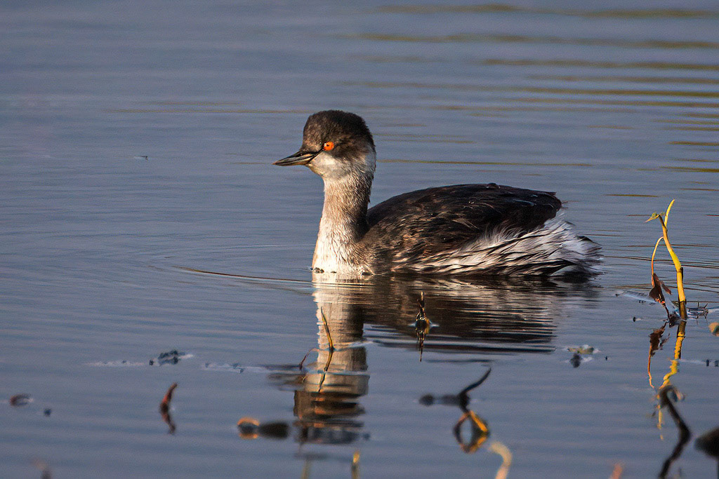 Black-necked Grebe