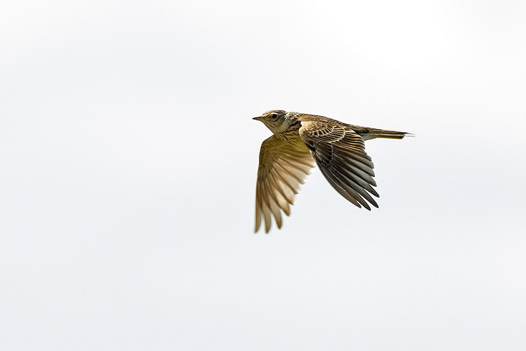 Skylark