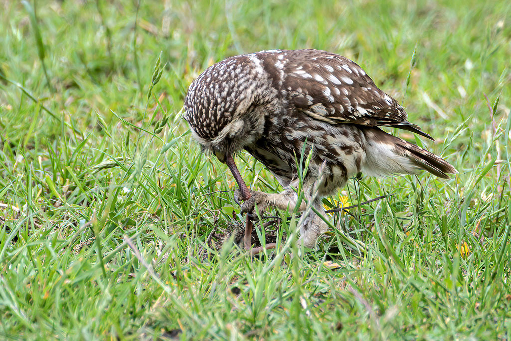 Little Owl