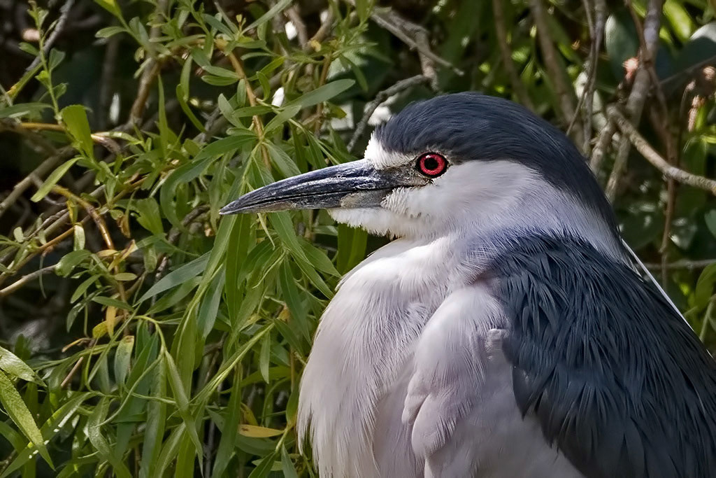 Black-crowned Night Heron