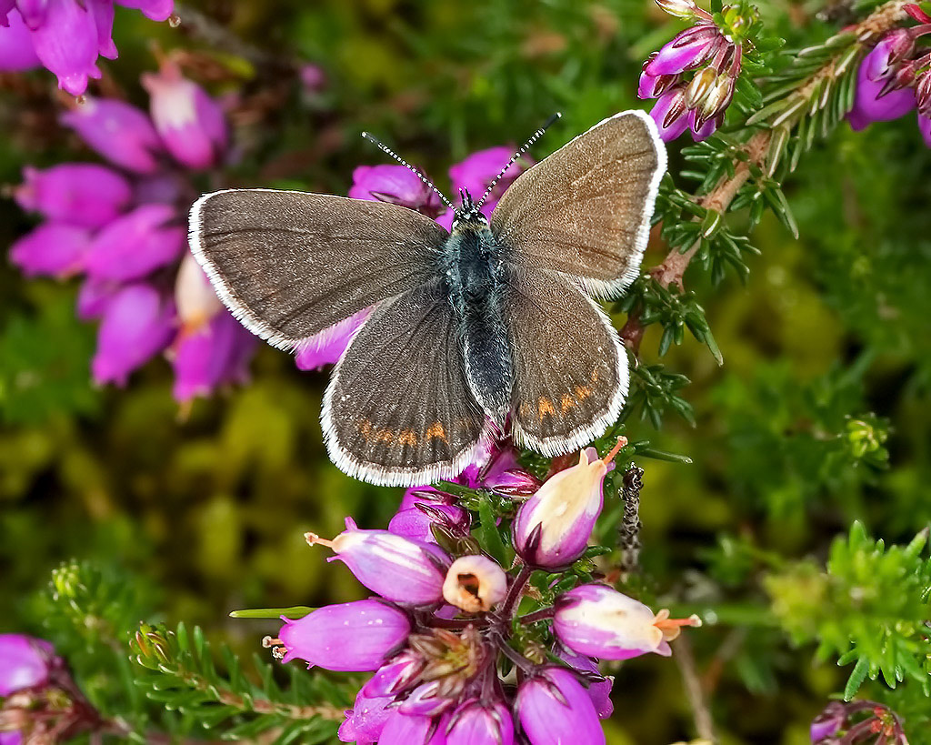 Silver-studded Blue