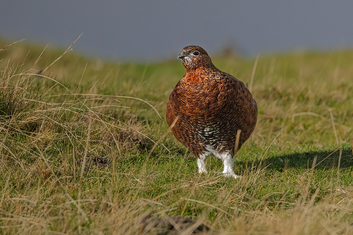 Red Grouse