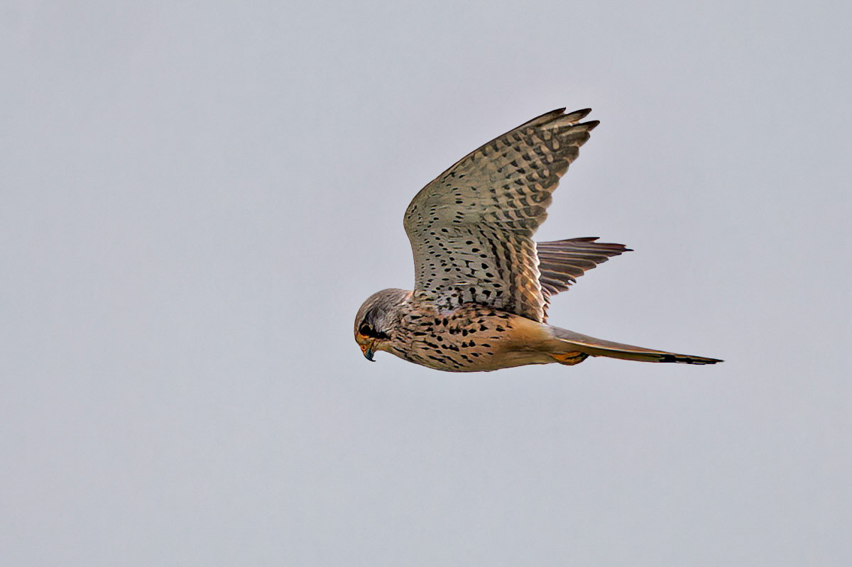 Kestrel