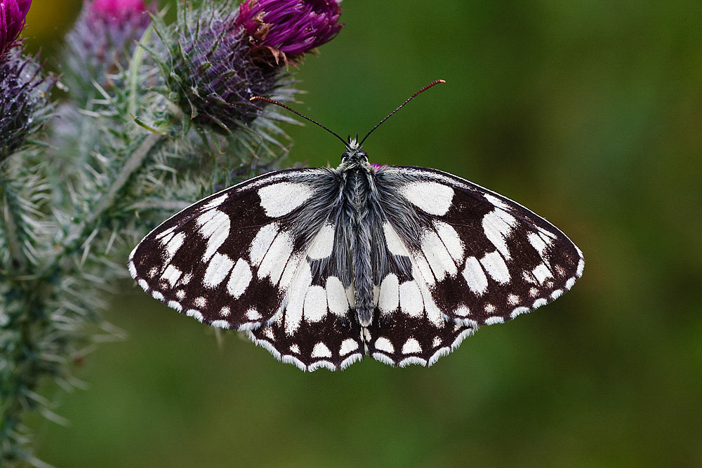 Marbled White
