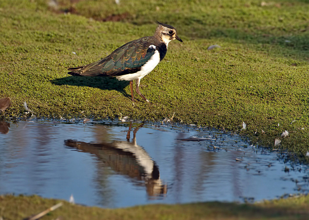 Lapwing