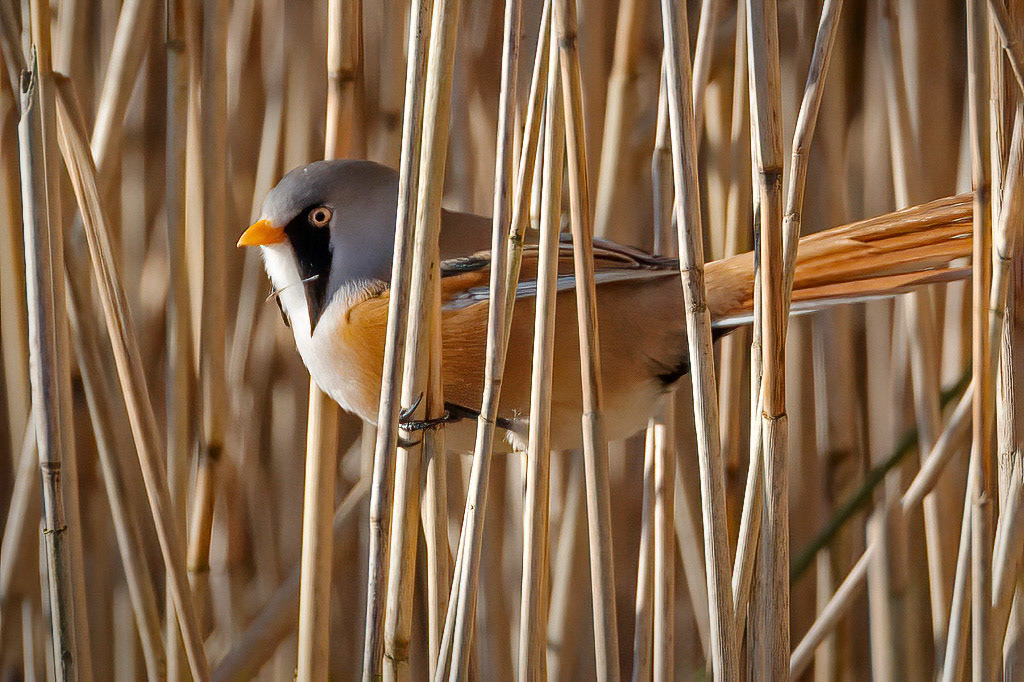 Bearded Tit