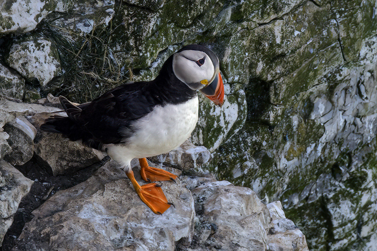 Puffin