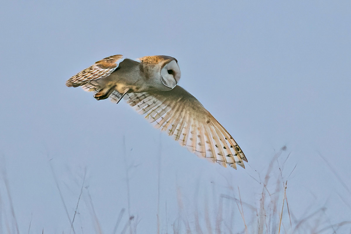 Barn Owl