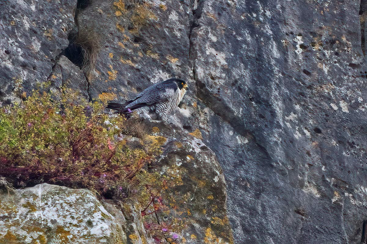 Peregrine Falcon