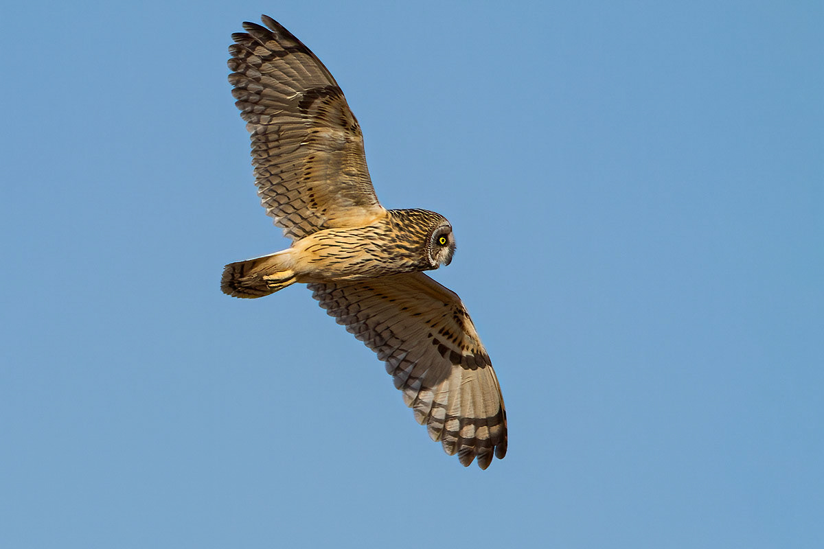Short-eared Owl