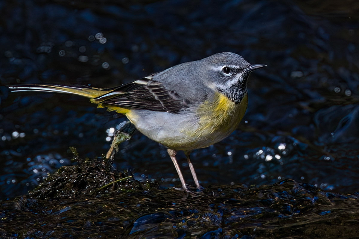Grey Wagtail