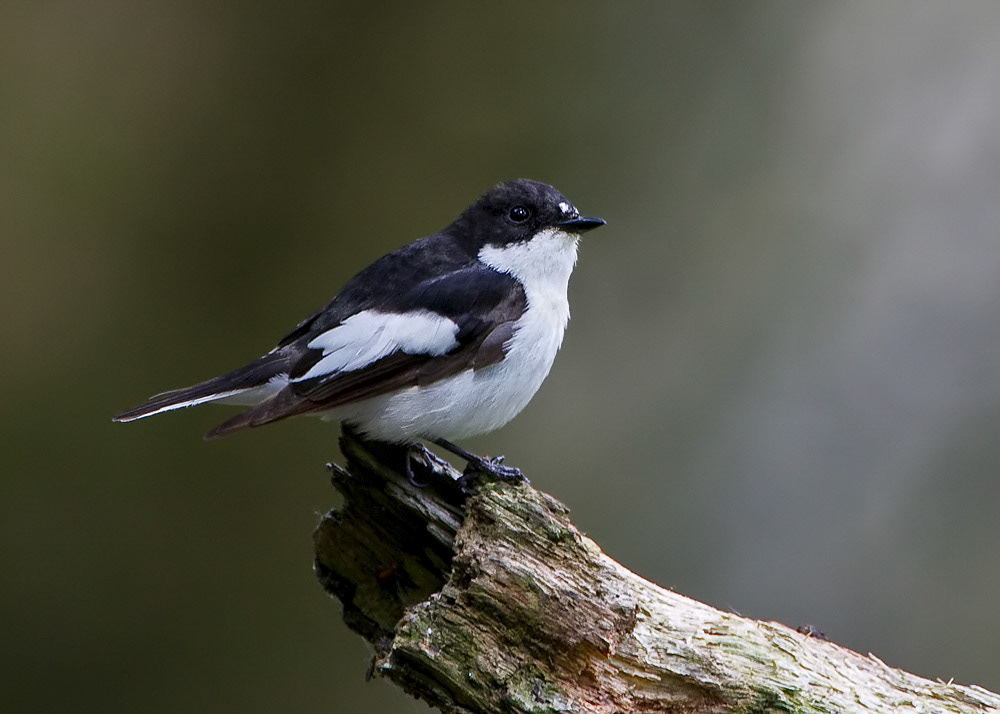Male Pied Flycatcher