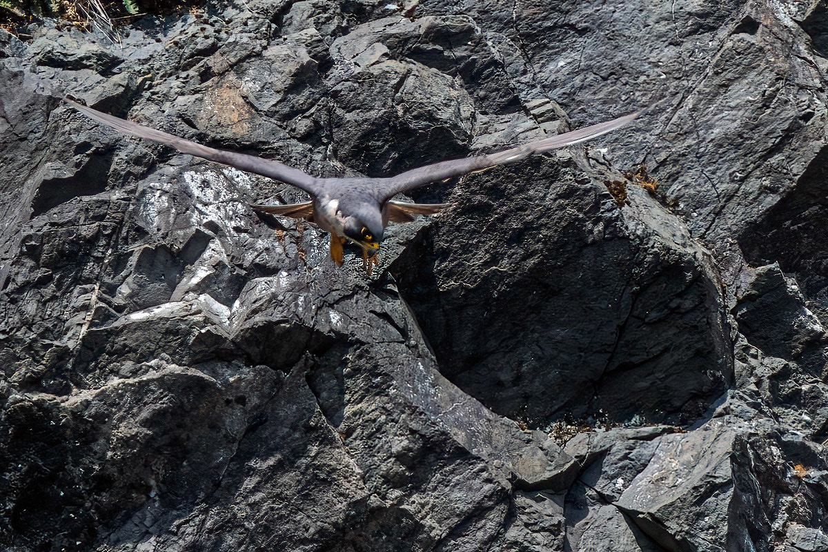 Peregrine