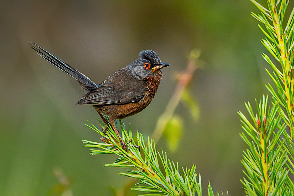 Dartford Warbler